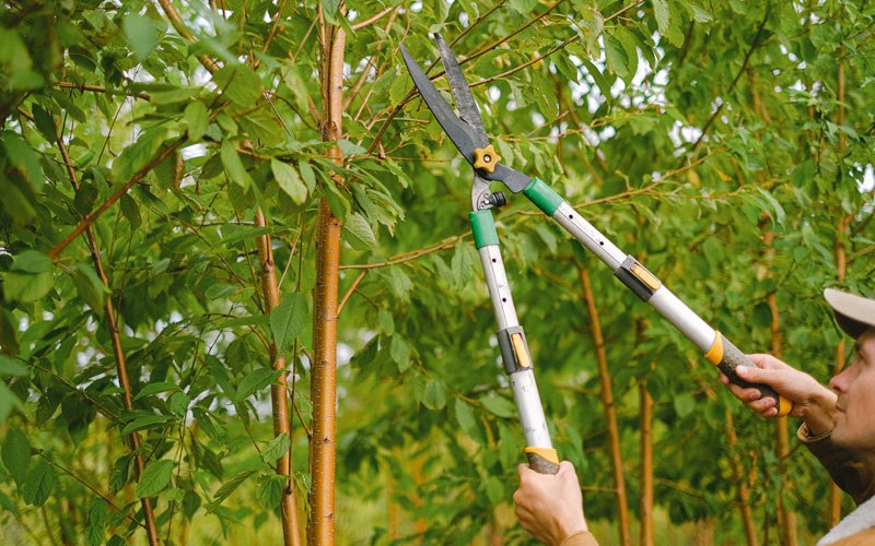 Tree trimming in Little Birch, WV
